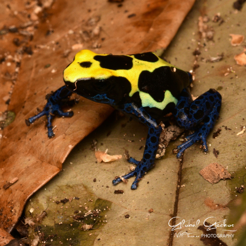 French Guyana Dyeing Dart Frog GLDT24fg GlobalGeckos.co.uk